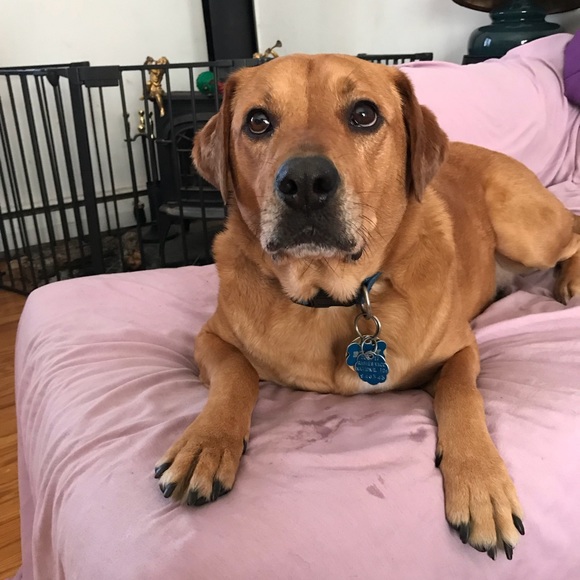 Meet your Posher, Lily - Picture 2 of 4